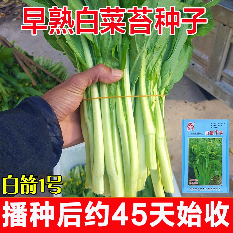 北京绿亨正宗杂交白菜苔种子白箭1号秋季早熟45天白菜心菜薹种籽