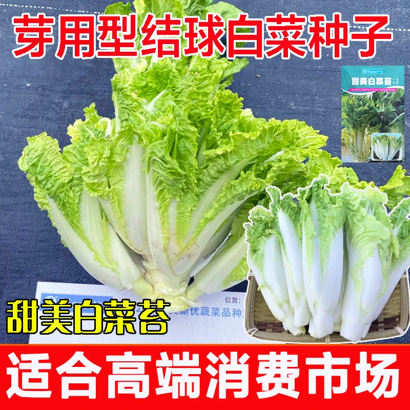 特色蔬菜种子春季秋季甜美白菜苔种子四季娃娃菜清甜无渣白菜种籽