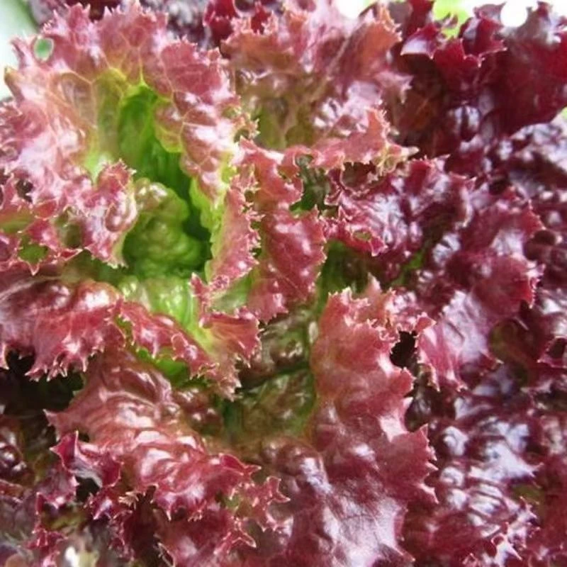紫生菜种籽盆栽四季紫叶生菜种孑四季秋冬种秋冬耐寒