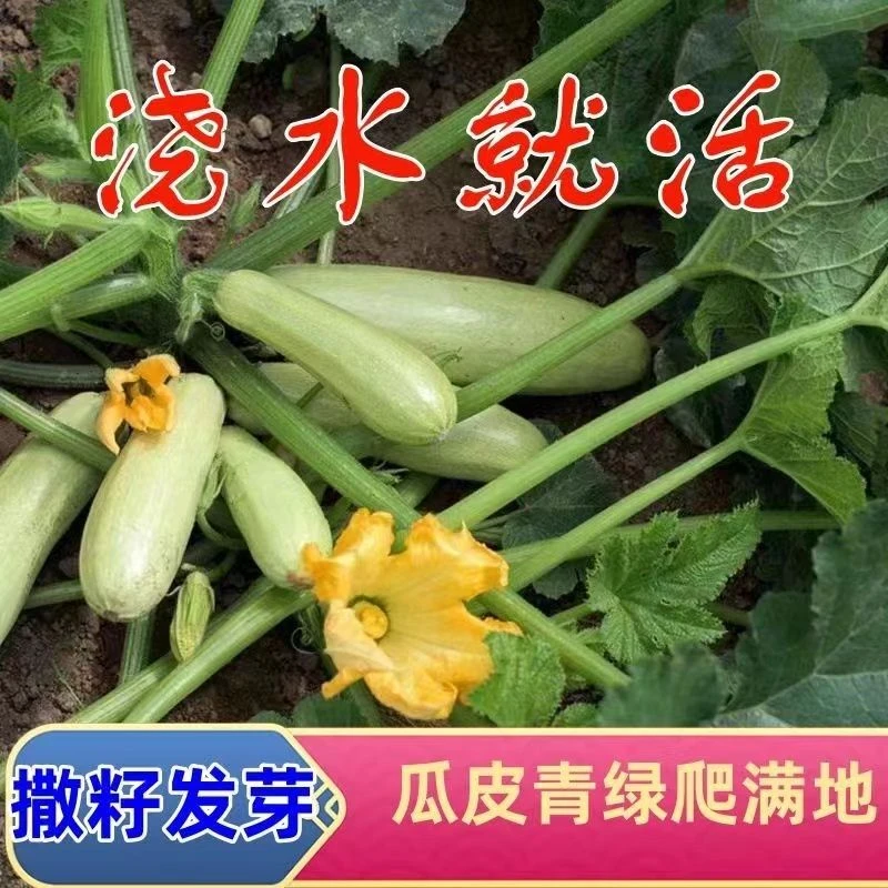 早青西葫芦种子家庭小菜园易种种子西葫芦瓜种子秋冬种秋冬耐寒