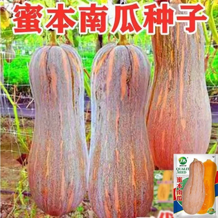 密本南瓜籽蔬菜四季优质蔬菜瓜果老南瓜密本秋冬种秋冬耐寒