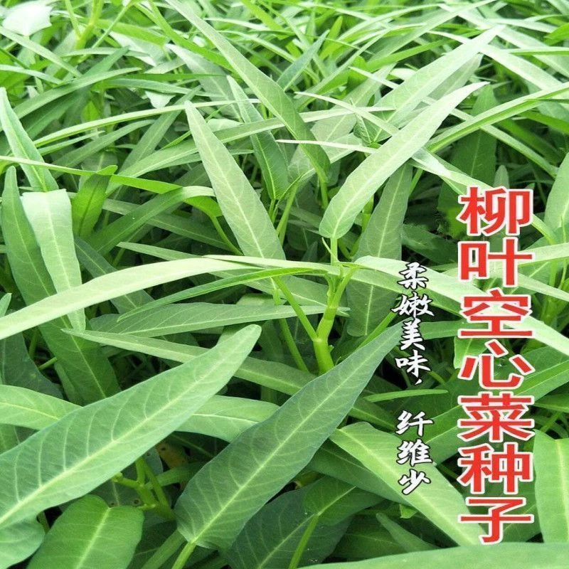 柳叶空心菜种籽四季播阳台农家田园春夏季尖叶空秋冬种秋冬耐寒