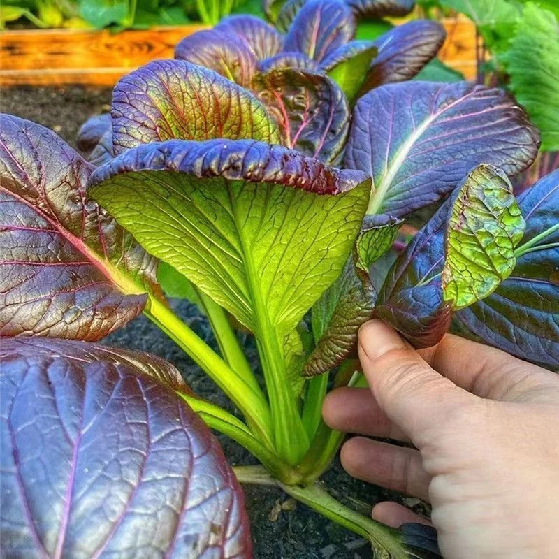 紫油菜种春秋冬季苏州青青梗菜种子庭院阳台青菜秋冬种秋冬耐寒
