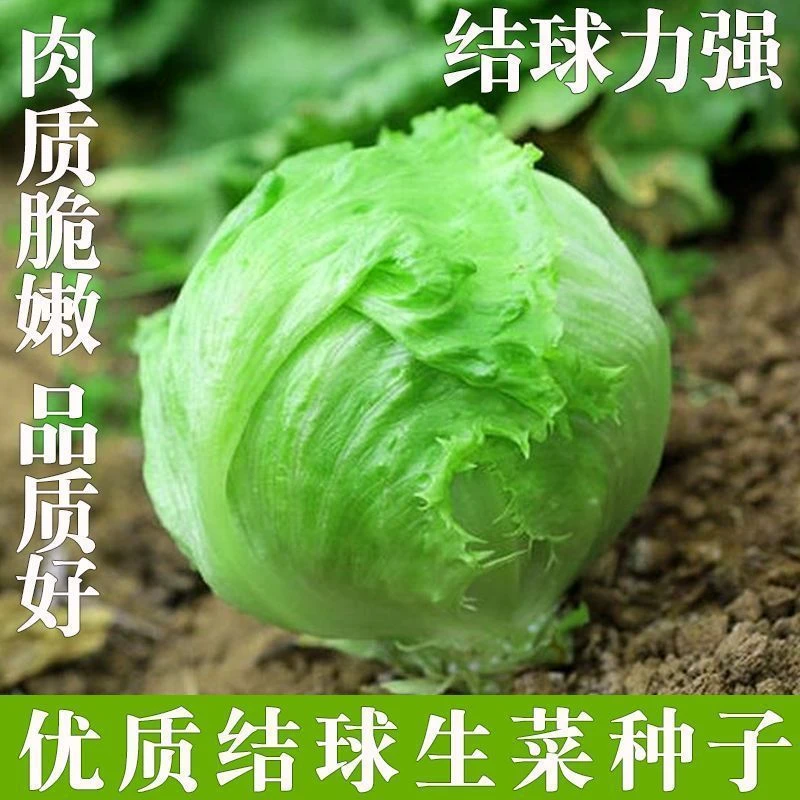 结球生菜种子圆生菜春夏秋四季播生菜种子球形菜秋冬种秋冬耐寒