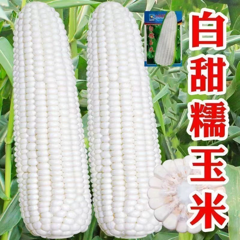 白糯玉米种子 甜糯型 粘糯香甜白色玉米阳苔秋冬种秋冬耐寒