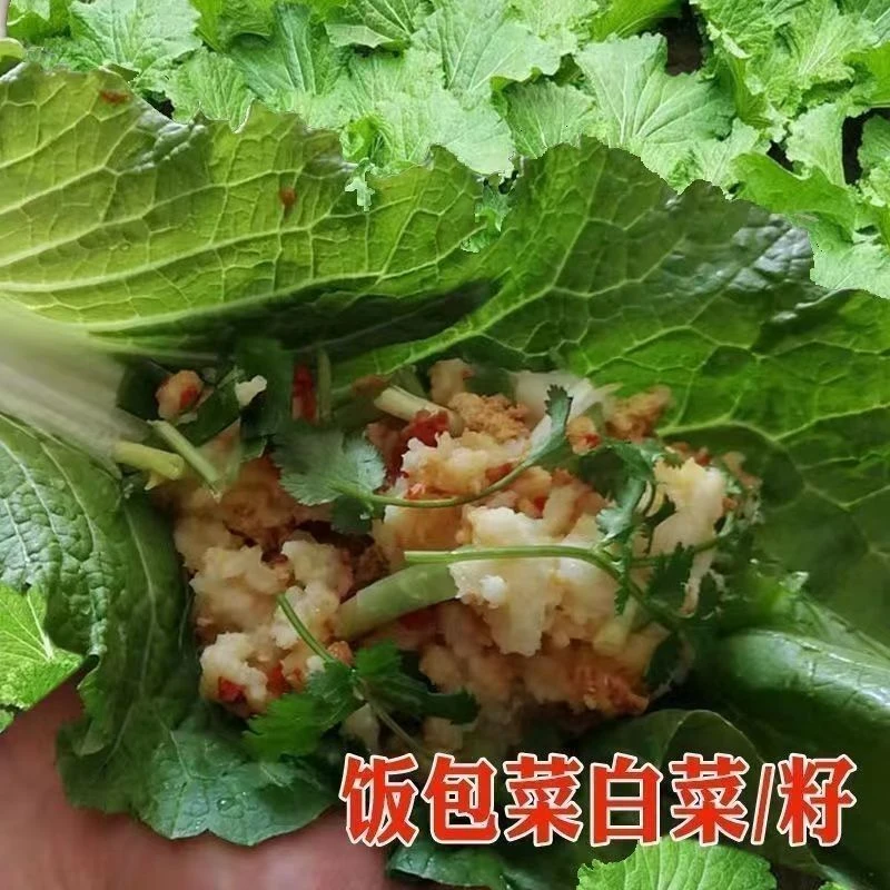 饭包白菜叶种孑东北原叶饭包菜种子打包白菜秋冬种秋冬耐寒