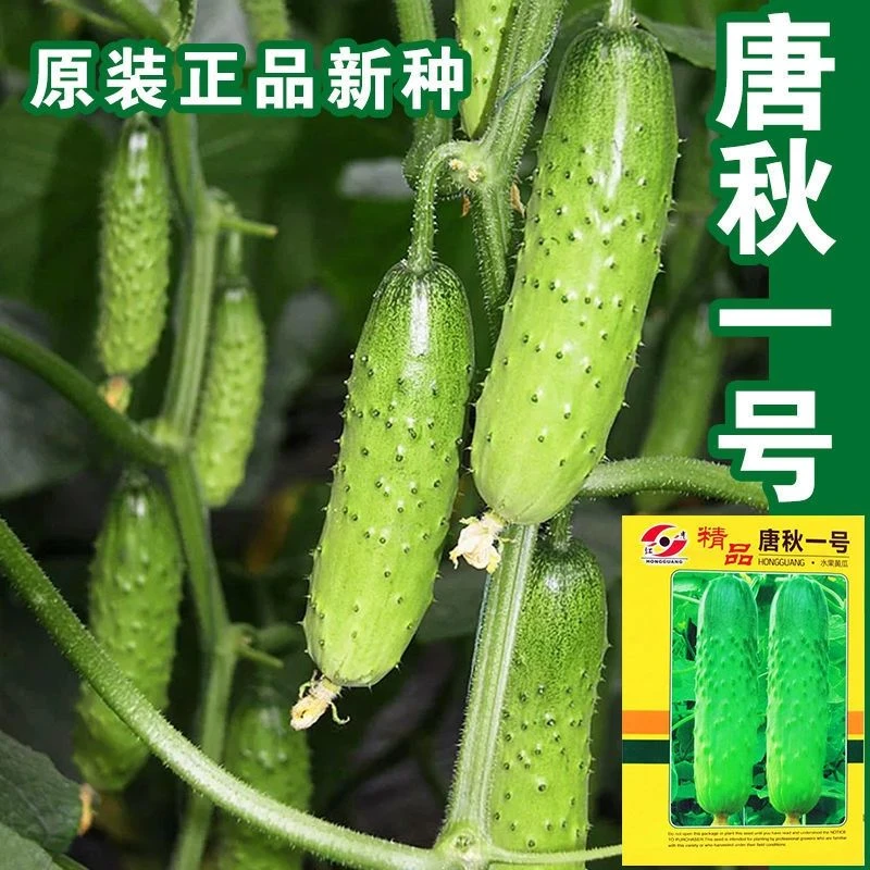 唐秋一号黄瓜蔬菜种子春秋四季播水果黄瓜小黄瓜种秋冬耐寒
