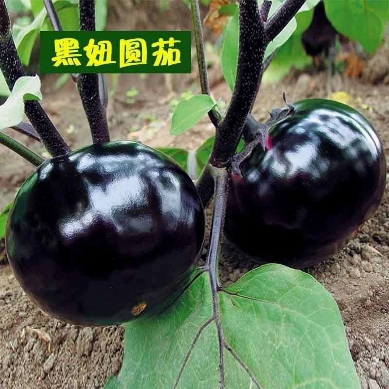 【茄子合集】茄子种子南方春夏四季蔬菜种子秋冬季特大秋冬耐寒