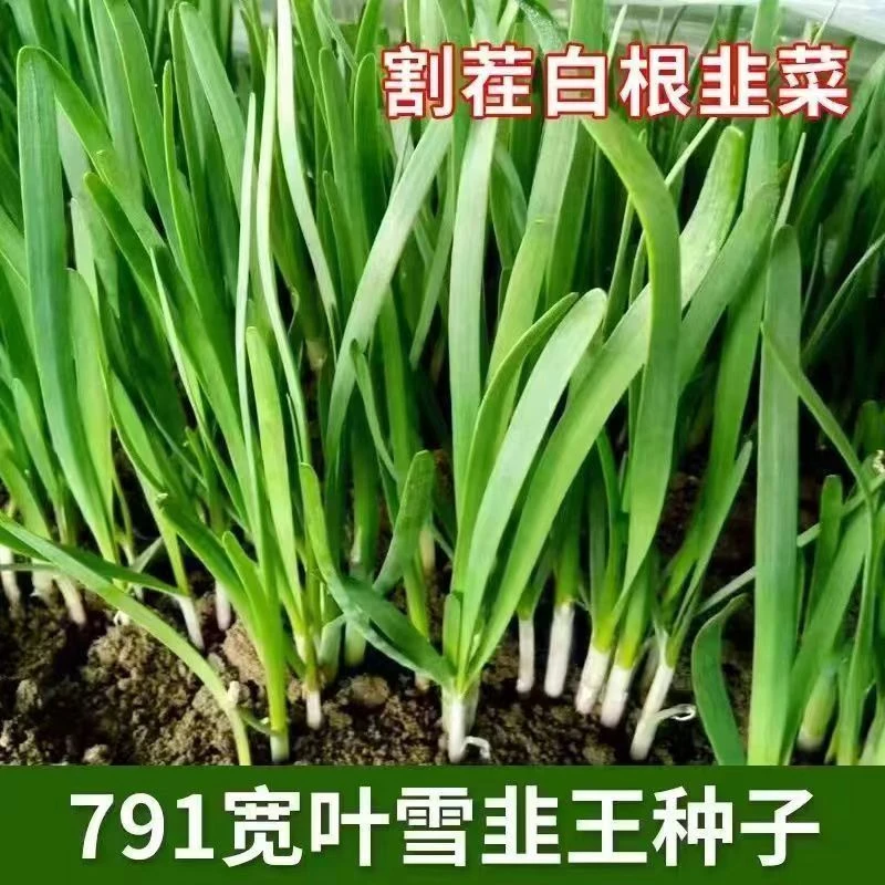 白根韭菜种子四季播种阳台庭院多次收割易种秋秋冬种秋冬耐寒