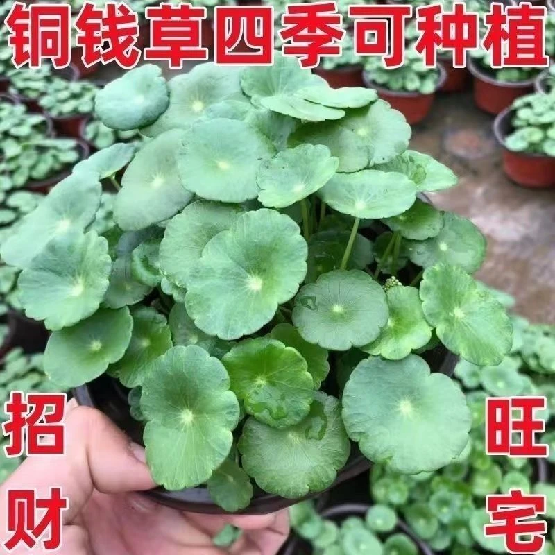 铜钱草种子水培办公室盆栽花卉绿植金钱草绿萝吊秋冬种秋冬耐寒