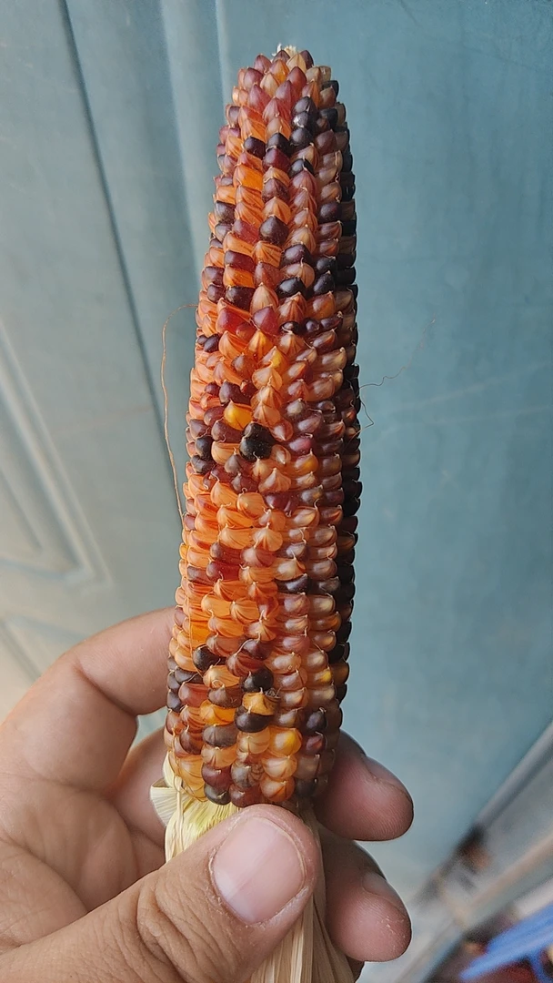 文玩玉米一物一拍