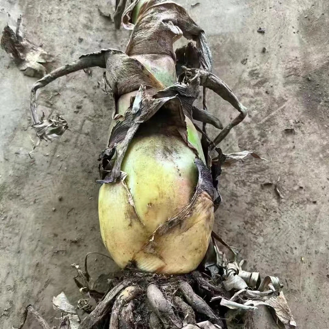 地涌金莲苗红莲地涌金莲花紫莲青莲苗一物一拍地涌金莲盆栽地莲花