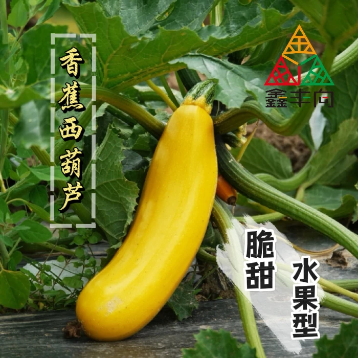鑫丰向【多福】香蕉西葫芦种子黄色金皮香蕉瓜种籽水果型黄西葫芦