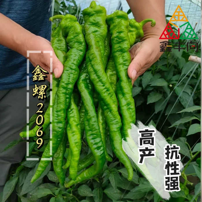鑫丰向【鑫螺2069】螺丝椒 高产抗性好辣椒种子蔬菜种植杂交种籽