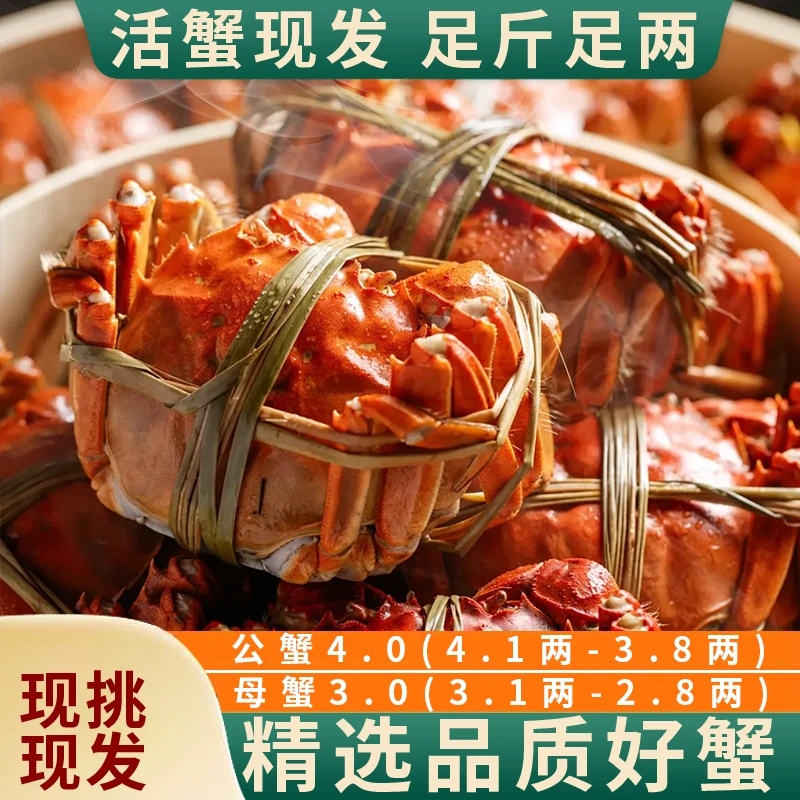 【活蟹】苏州精品大闸蟹公(4.1-3.8两)母(3.1-2.8两)8只/10只饱满活