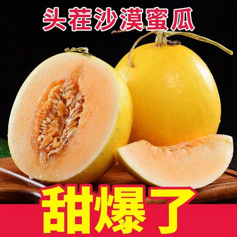 【沙漠现摘直发】正宗甘肃民勤沙漠蜜瓜