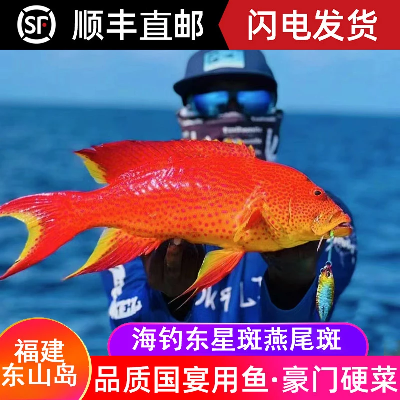 燕星斑燕尾斑深海石斑鱼年夜饭结婚用鱼婚宴酒店用鱼海鲜水产包邮