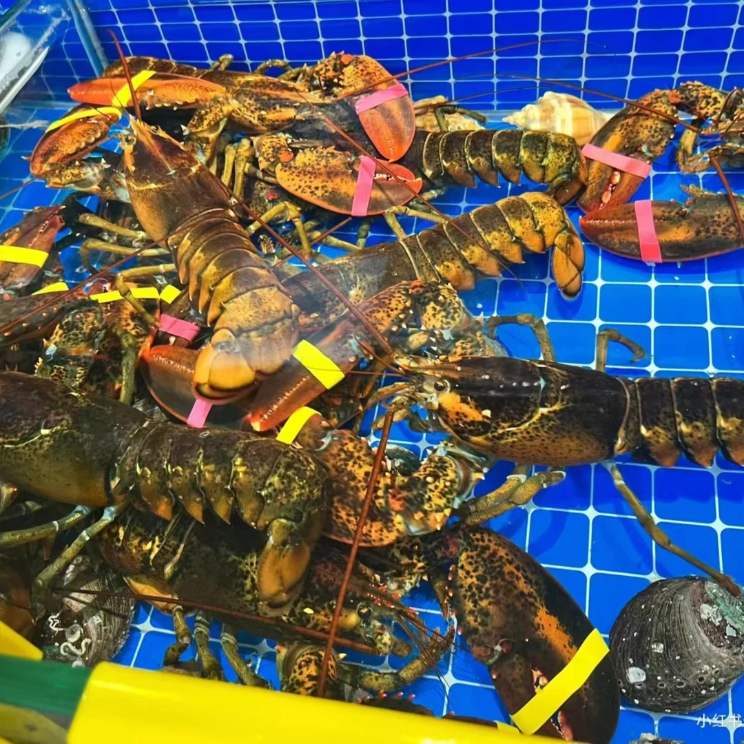 鲜活波龙一只
