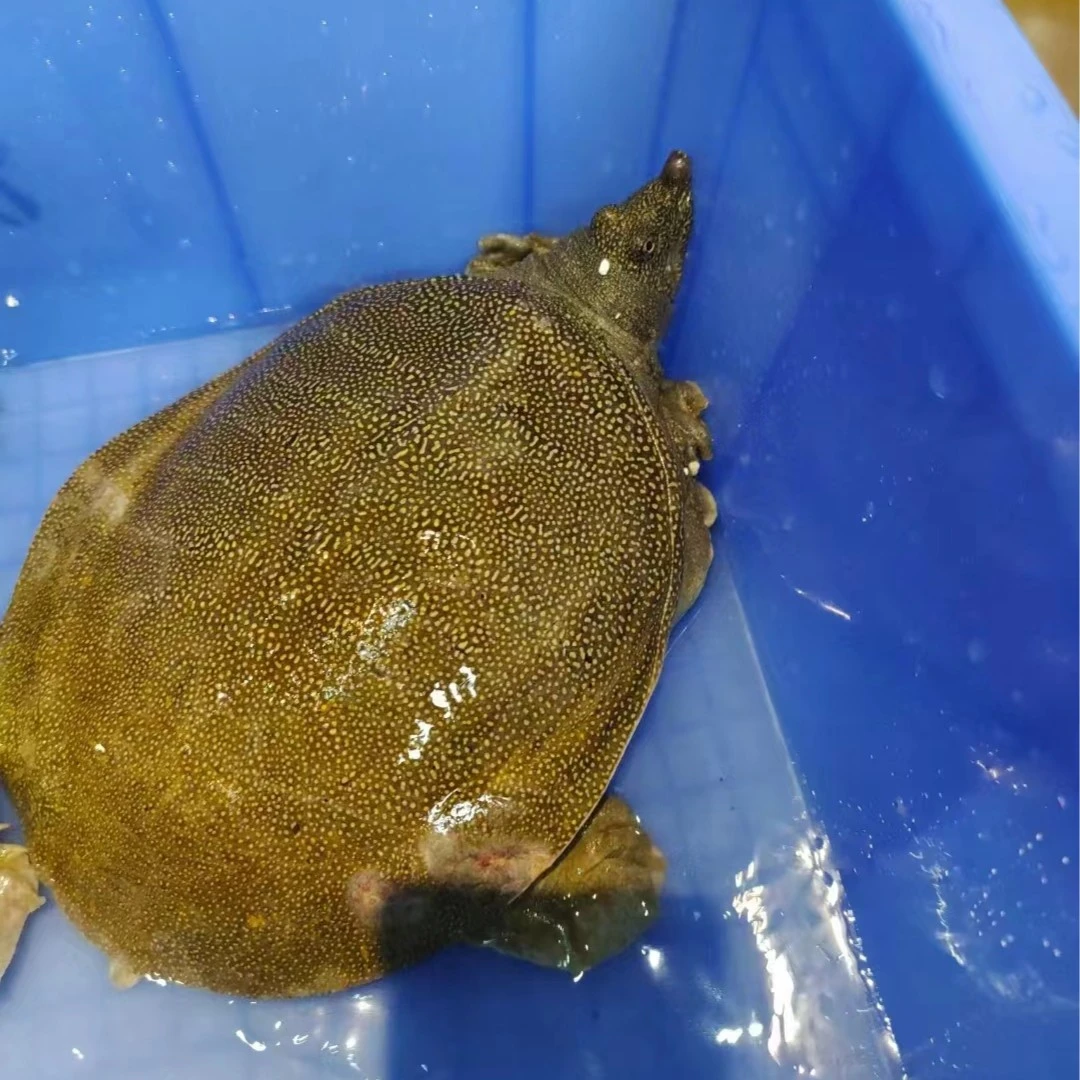 鲜活大甲鱼包鲜
