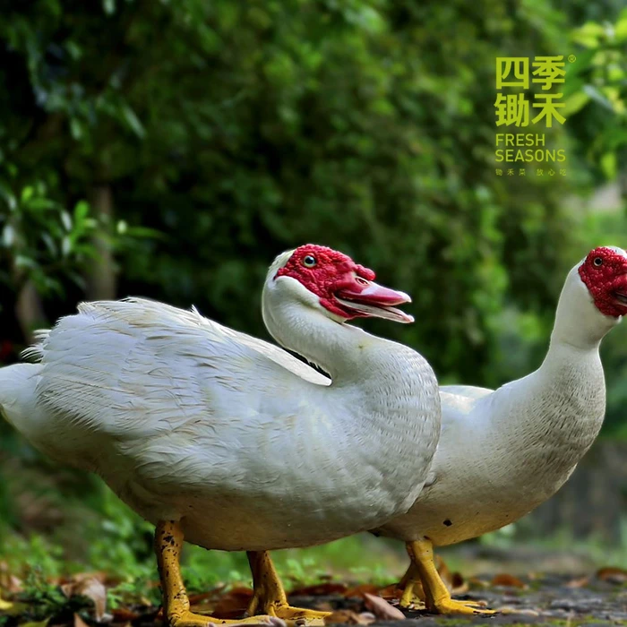四季锄禾母番鸭（毛重4斤以上） 现宰现杀 江浙沪皖满128元包邮