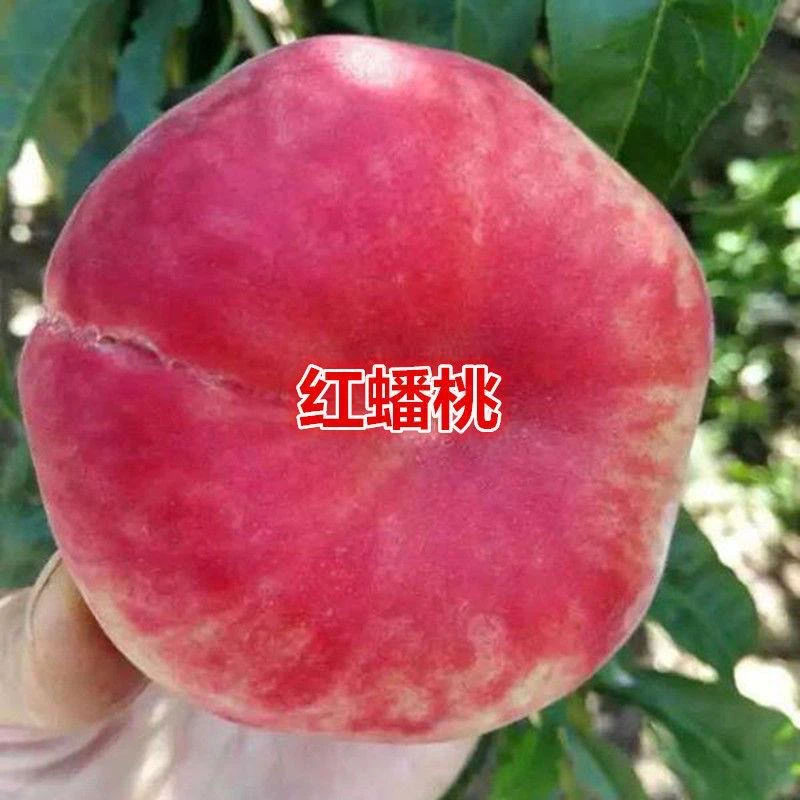 正宗盆栽地栽嫁接红油蟠桃树苗(拍一发二）