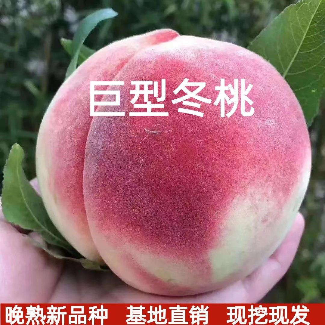 正宗盆栽地栽嫁接巨型冬桃树苗（拍一发二）