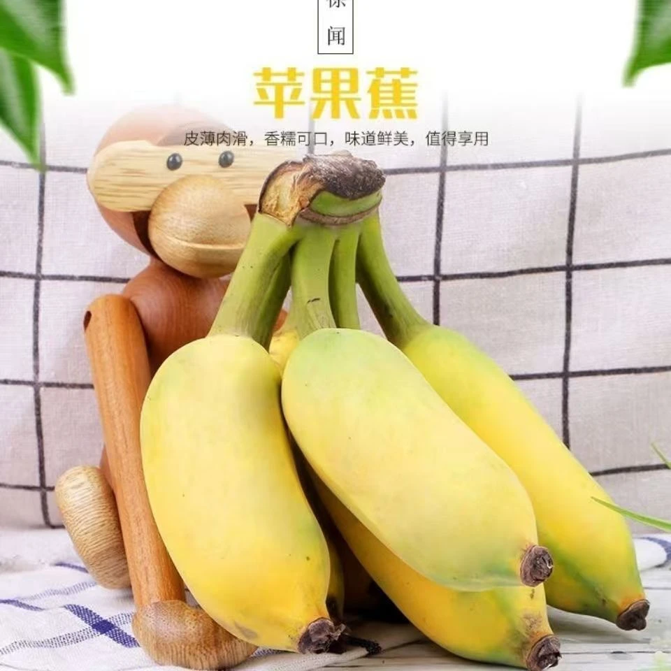 广西苹果蕉绿皮香蕉3斤5斤青色发货新鲜采摘自然成熟食用饱满
