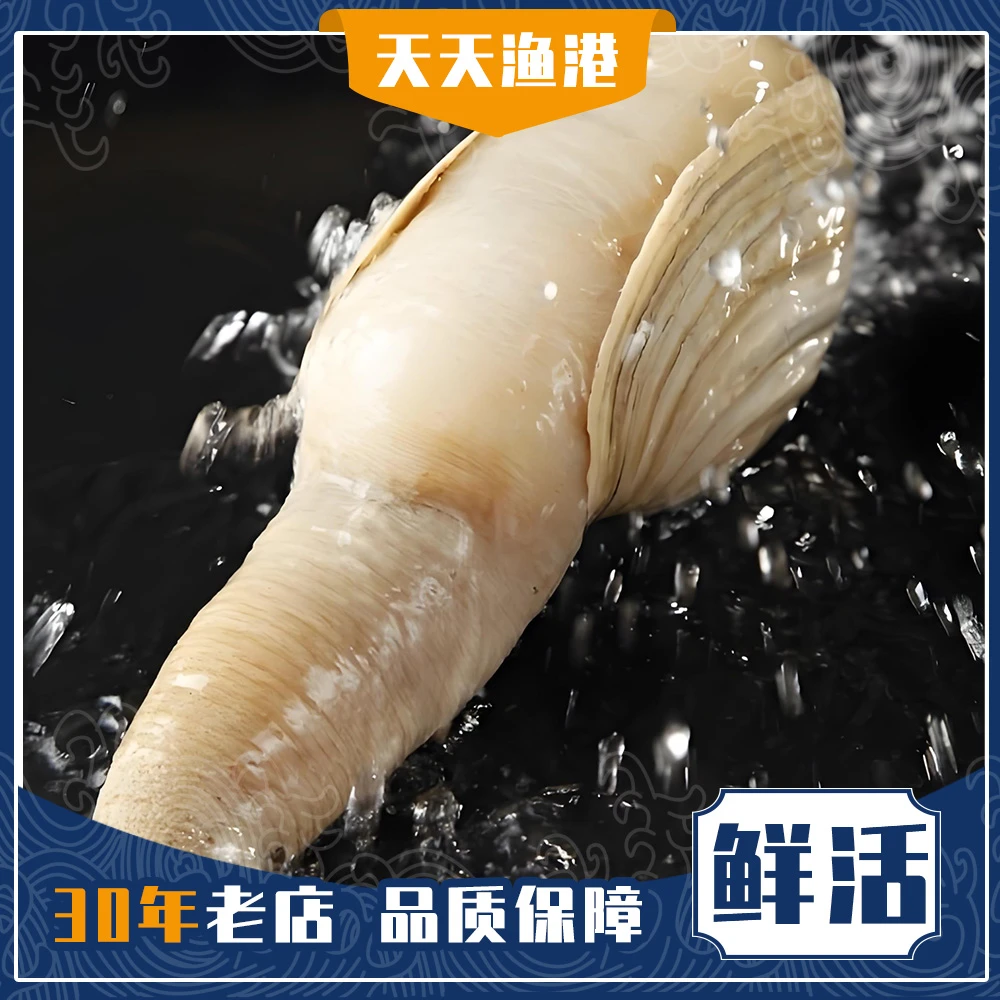 象拔蚌 加州肉蚌 多个规格