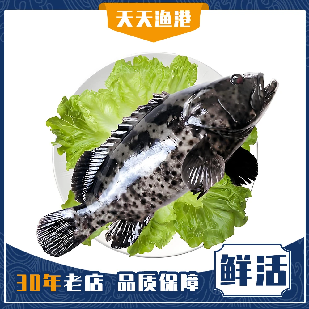 龙趸斑 石斑