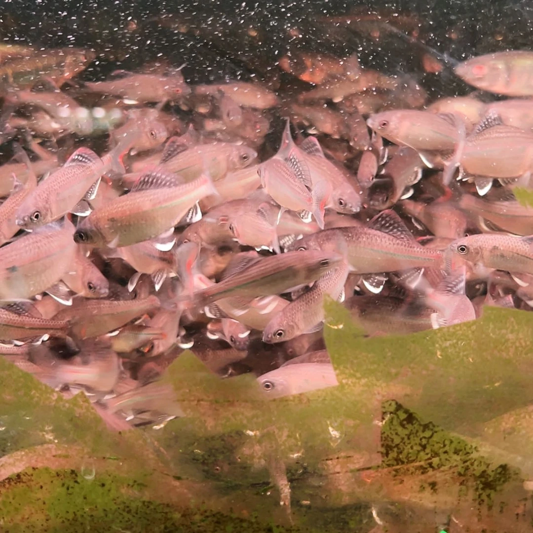 【闪购商品】紫印母鱼热带鱼公6-8王*拿朝鲜鱊10条