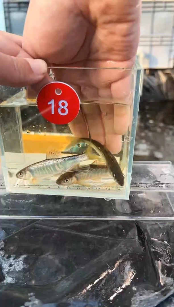 【闪购商品】紫印母鱼热带鱼公10-13左右 18号