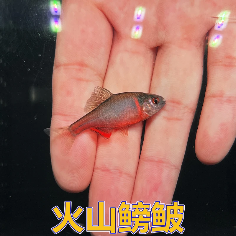 火山鳑鲏 西南鳑鲏 重庆火山鳑鲏鱼冷水鳑鲏鱼