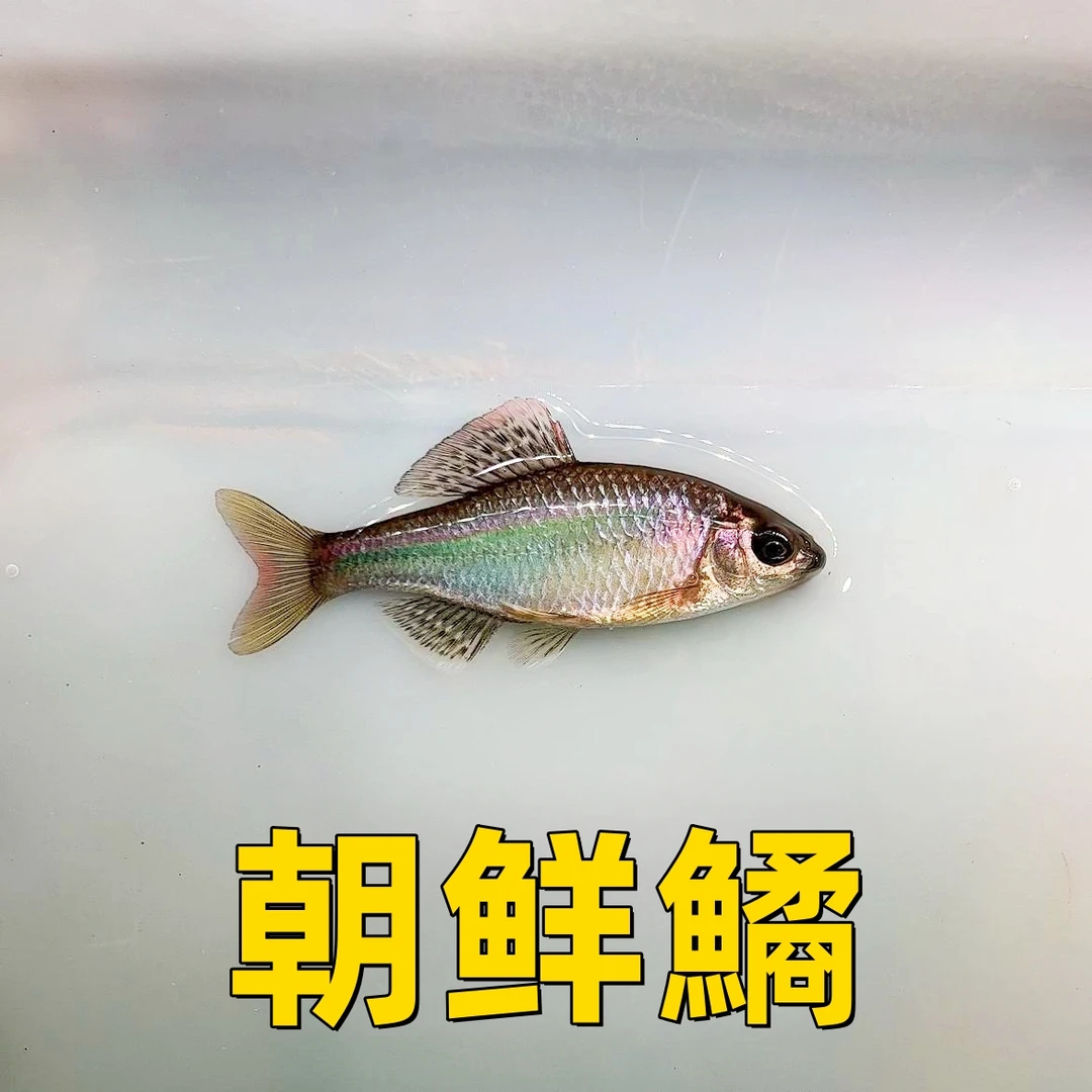 朝鲜鱊 东北特色鳑鲏 冷水观赏鱼