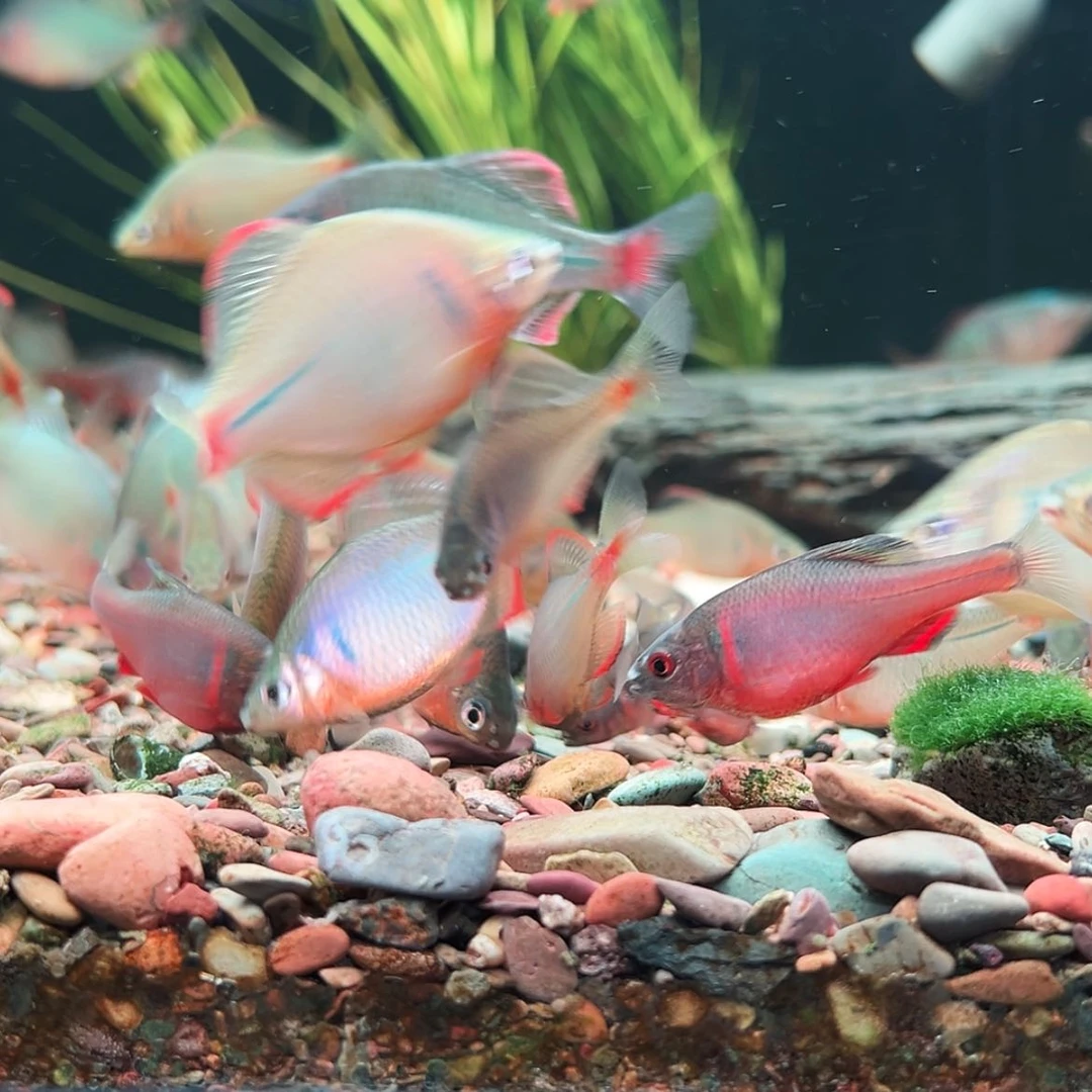 【闪购商品】紫印母鱼热带鱼公5偏***，