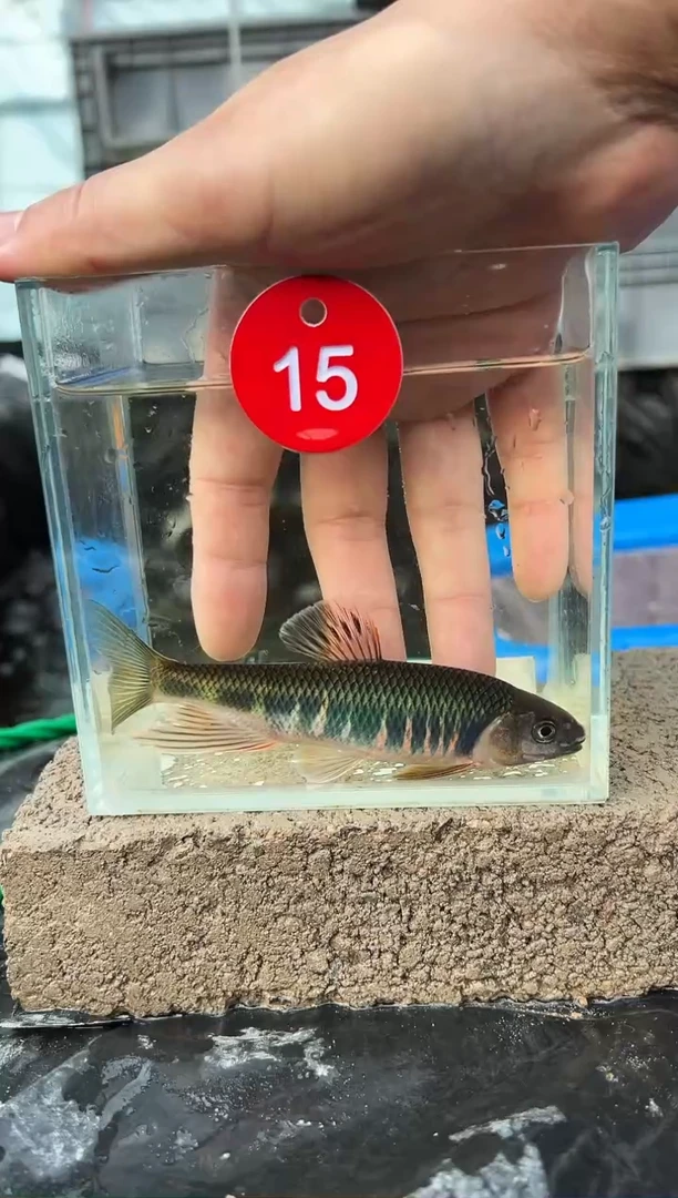 【闪购商品】紫印母鱼热带鱼公10-12六安