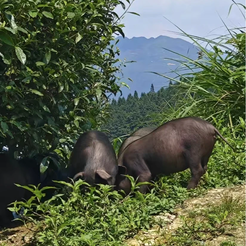 彝家跑山猪 改价链接