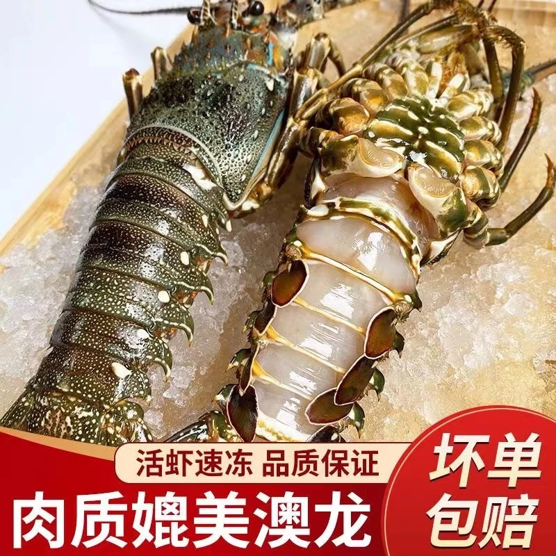 【活虾速冻】新鲜大号小青龙肉质鲜甜肉质肥美清蒸红烧油焖冷链发货