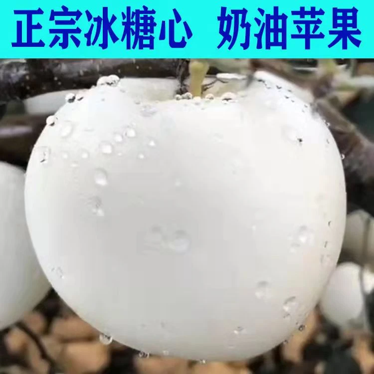 正宗奶油富士苹果树苗盆栽地栽南北方庭院种植栽苗正宗嫁接苗结果