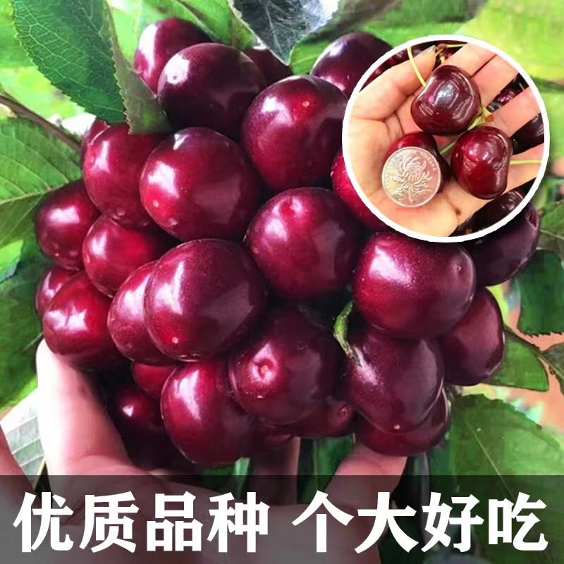 正宗车厘子大樱桃嫁接树苗南北方种植