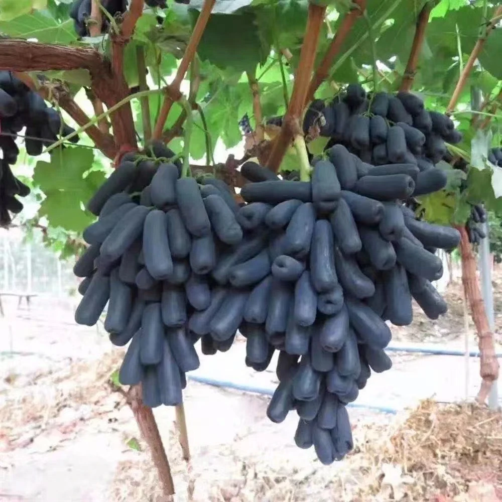 正宗蓝宝石葡萄树带土带叶发货盆栽地栽南北方庭院栽种无核葡萄苗