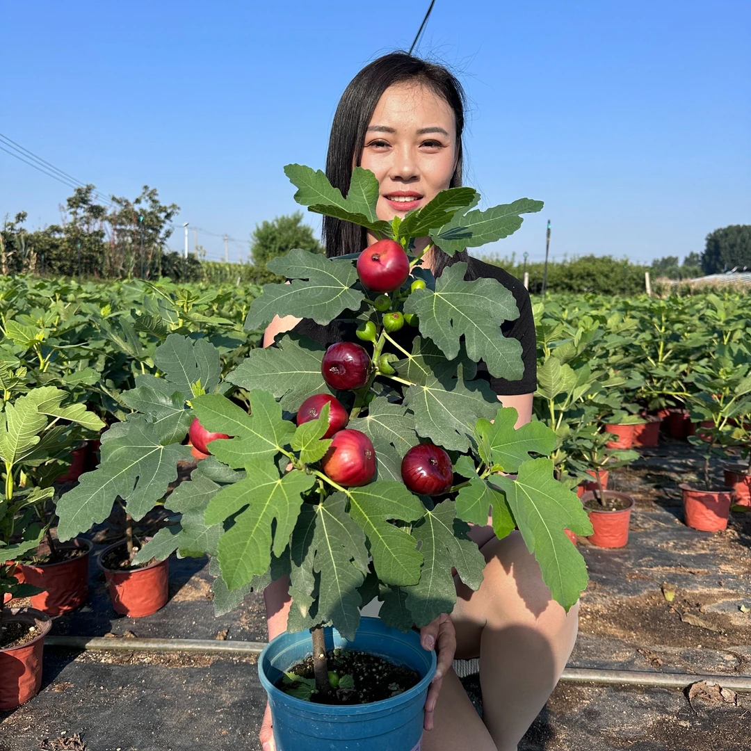 蜜桃无花果树苗半斤一个果盆栽地栽树形好南北方移栽种植培育耐寒