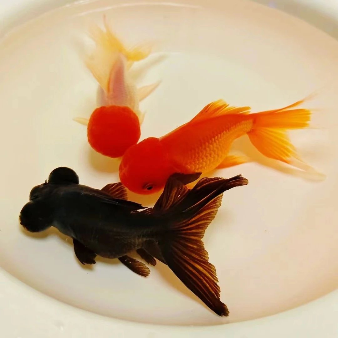 招财鸿运当头狮子头小金鱼鱼苗龙睛冷水鱼红狮鹤顶红冷水观赏鱼