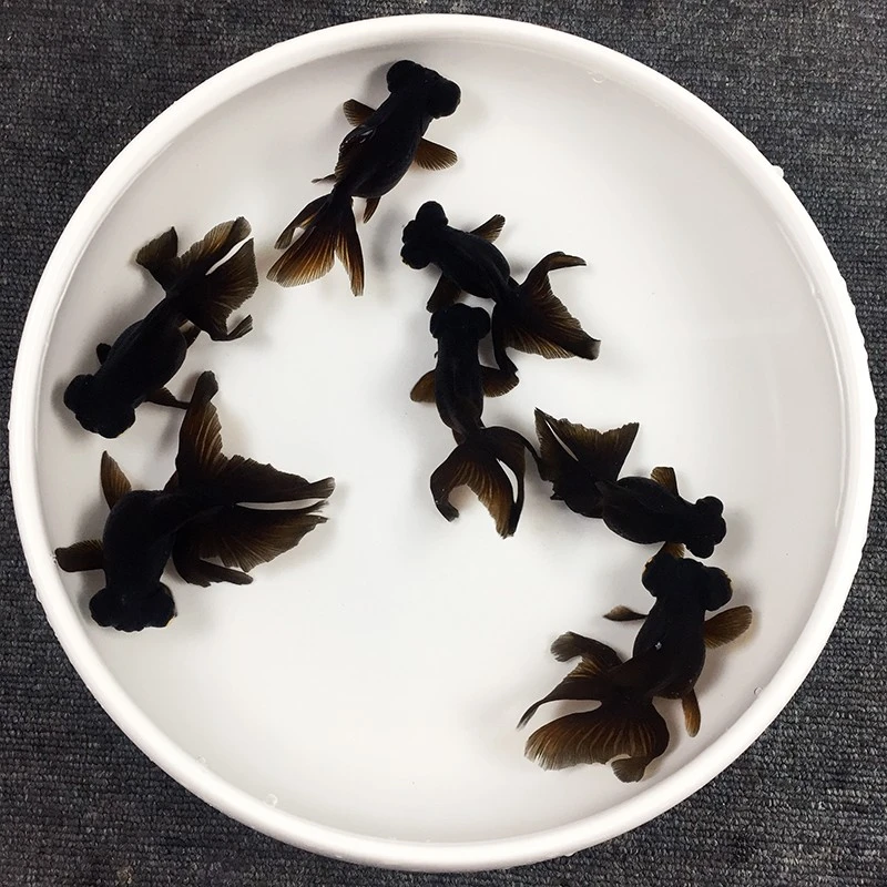 金鱼苗红龙睛黑龙睛冷水活体招财风水鱼饲养大中小鱼苗好养耐活