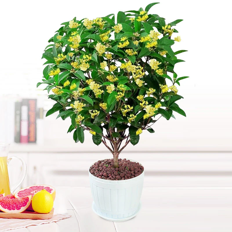 桂花树苗盆栽植物室内外庭院地栽盆景四季丹金桂好养开花浓香花卉