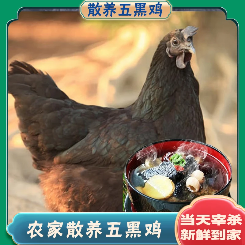 【拍1送1】农家散养五黑鸡 新鲜乌骨鸡 现杀 冷链 单只净重2斤多