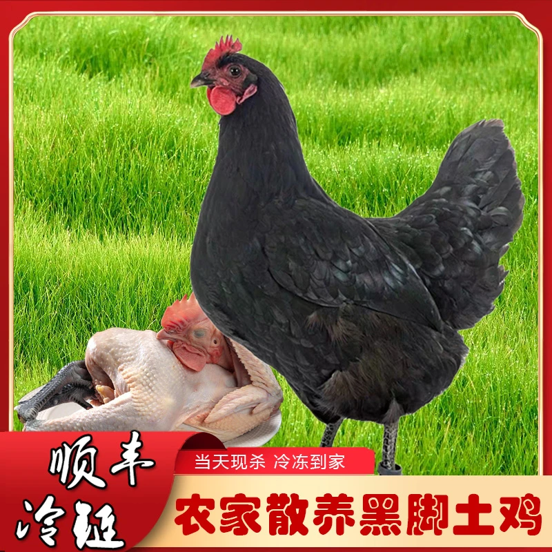 【拍1发3】到手3只正宗农村散养黑脚土鸡 现杀冷链包邮 净重5.5-6斤