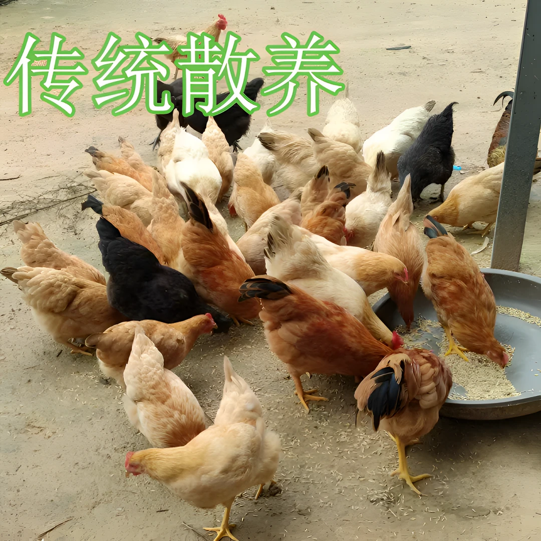 【老温专享】农家土鸡土鸭鹅专用链接正宗生态散养农家鸡鸭鹅冷链