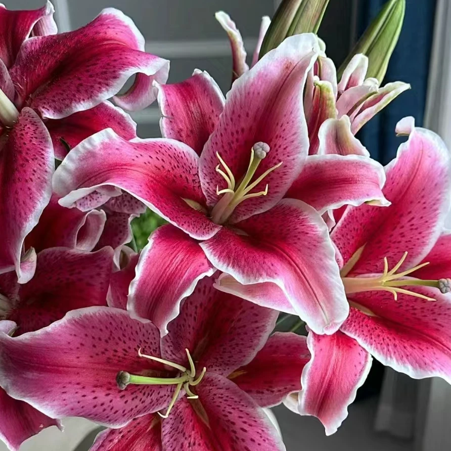 百花盛开 香水百合黑美人云南昆明直发水养