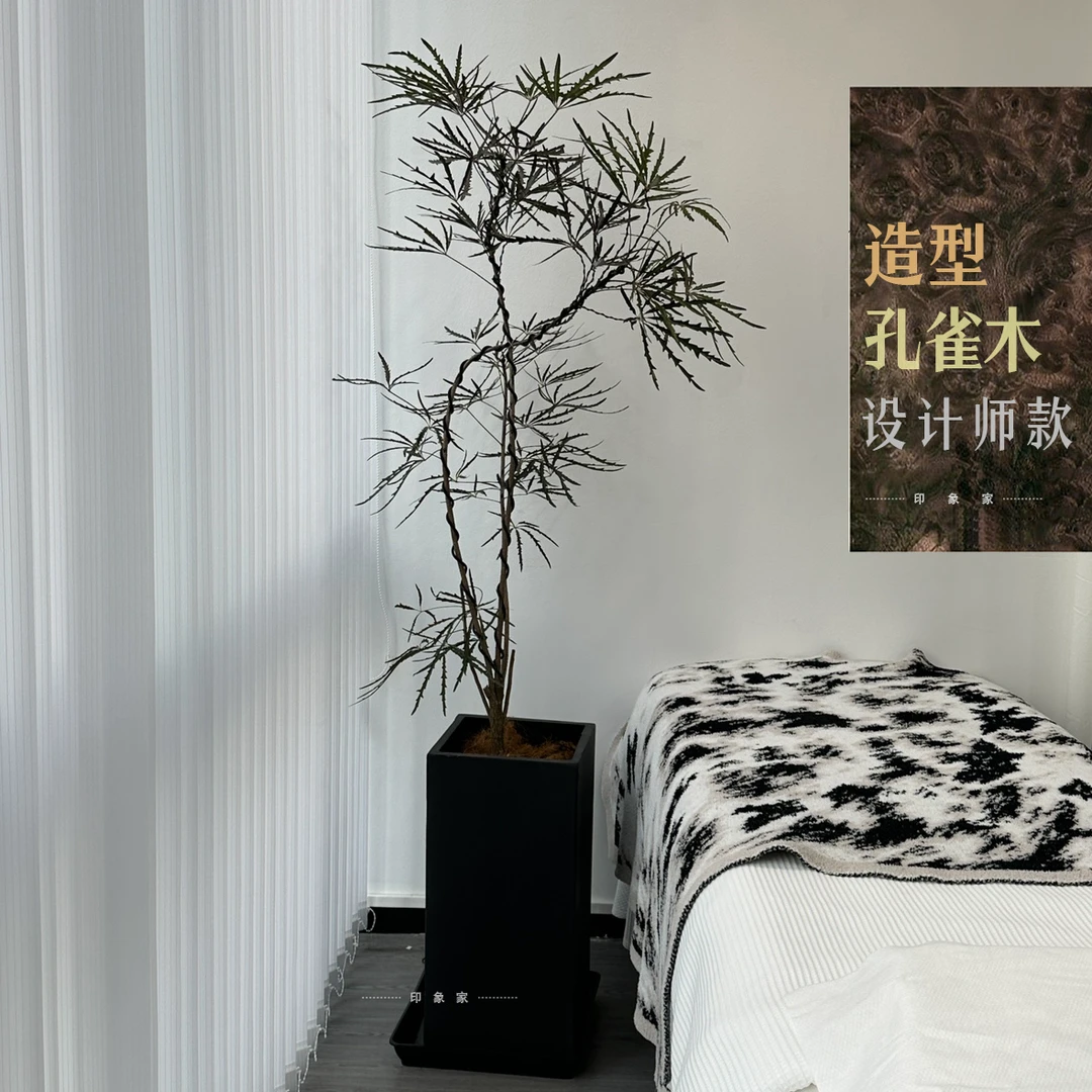 大型造型绿植孔雀木室内吸甲醛净化空气好养易活高颜值北欧风植物