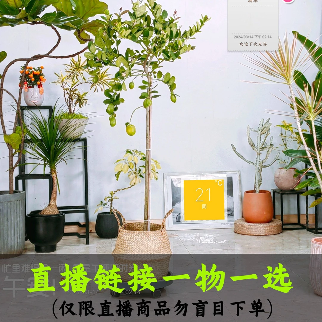 直播商品孔雀木黑金刚橡皮树高端室内盆栽绿植高颜值好养盆景植物